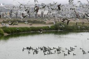 Aves migratorias en los Pantanos de Villa