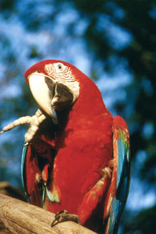 Reserva Amazónica, Ara